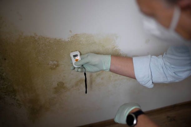 Trusted Juarez, TX Mold Removal Experts